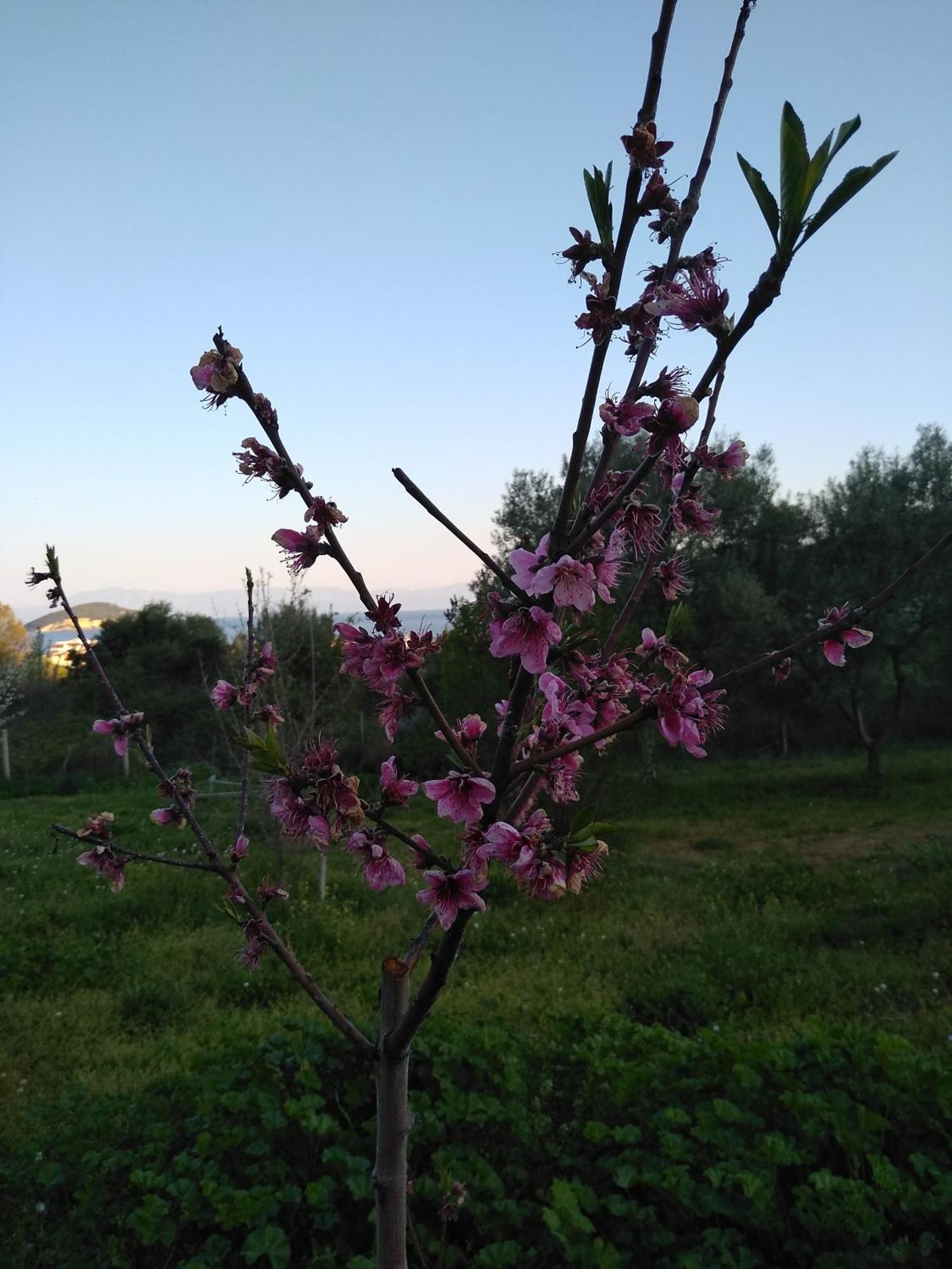 Martha'S Villa Nea Iraklitsa Екстер'єр фото
